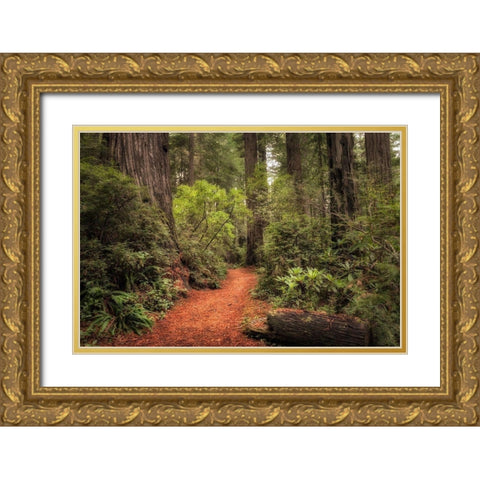 Redwood Trail Gold Ornate Wood Framed Art Print with Double Matting by Head, Danny