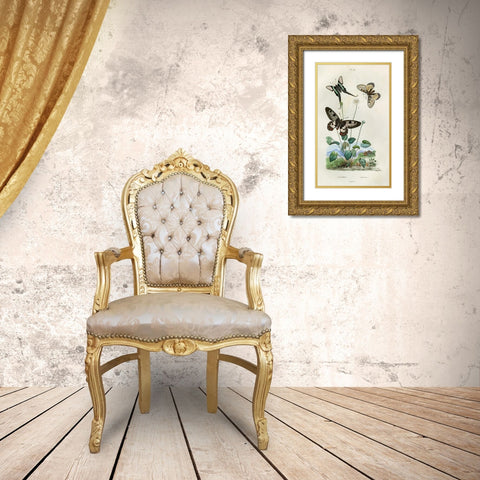 Papillons - Parnassie Gold Ornate Wood Framed Art Print with Double Matting by Art Licensing Studio