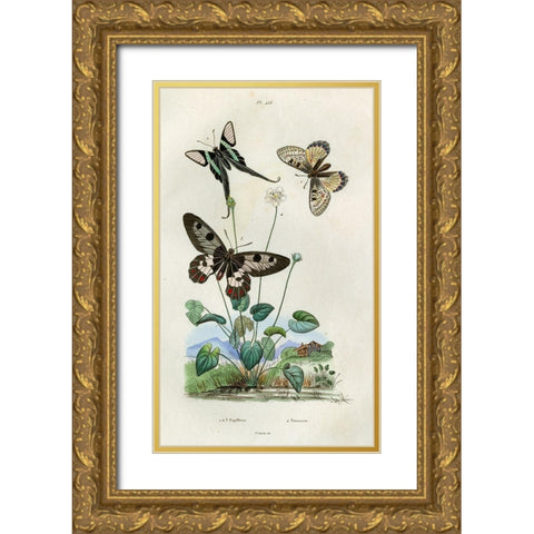 Papillons - Parnassie Gold Ornate Wood Framed Art Print with Double Matting by Art Licensing Studio