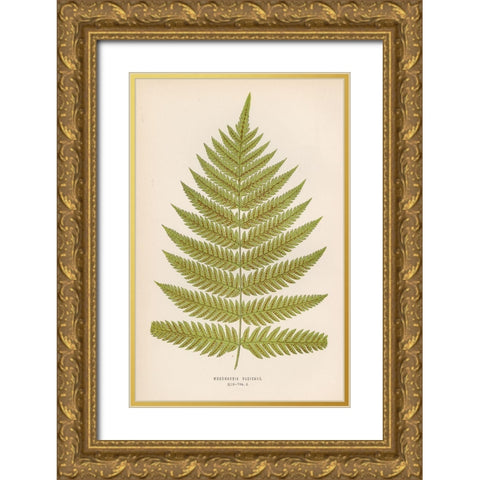 Woodwardia Radicans Gold Ornate Wood Framed Art Print with Double Matting by Art Licensing Studio