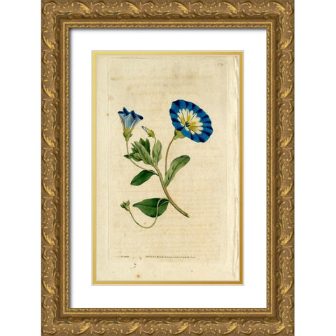 Blue Flower Gold Ornate Wood Framed Art Print with Double Matting by Art Licensing Studio