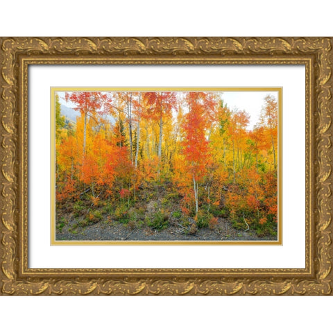 Showing Their True Colors Gold Ornate Wood Framed Art Print with Double Matting by Sherrell, Bill