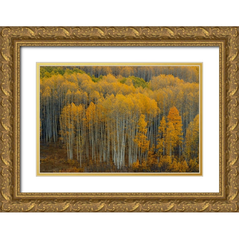 United We Stand 1 Gold Ornate Wood Framed Art Print with Double Matting by Sherrell, Bill