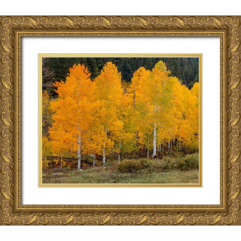 Vivid Aspens 2 Gold Ornate Wood Framed Art Print with Double Matting by Sherrell, Bill