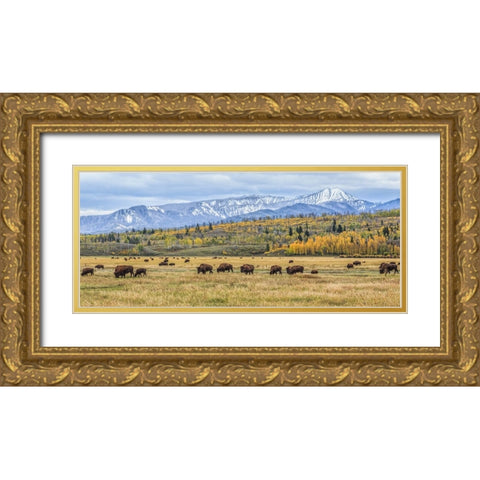 Grand Teton Bison Grazing Gold Ornate Wood Framed Art Print with Double Matting by Galloimages Online