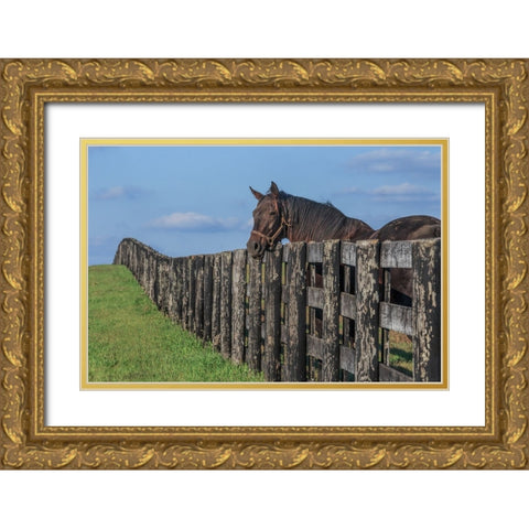 Hanging Out Gold Ornate Wood Framed Art Print with Double Matting by Galloimages Online