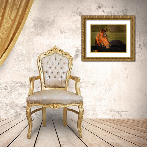 Horse Portrait Gold Ornate Wood Framed Art Print with Double Matting by Galloimages Online
