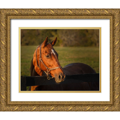 Horse Portrait Gold Ornate Wood Framed Art Print with Double Matting by Galloimages Online