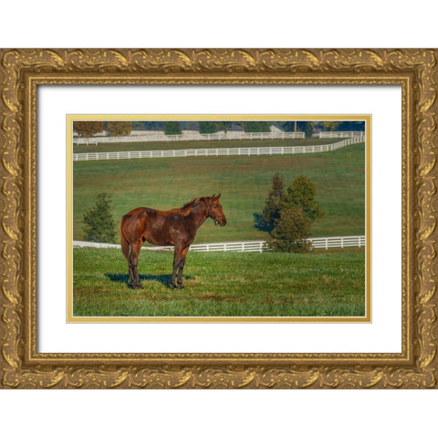 Out Standing In His Field (Oil Paint) Gold Ornate Wood Framed Art Print with Double Matting by Galloimages Online
