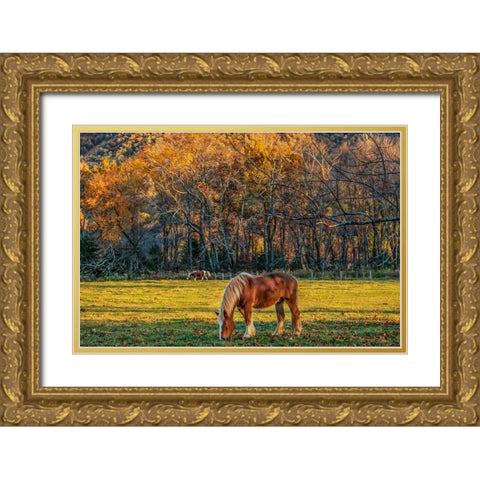 Cades Cove Horses At Sunset Gold Ornate Wood Framed Art Print with Double Matting by Galloimages Online