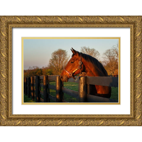 Horse At Sunset Gold Ornate Wood Framed Art Print with Double Matting by Galloimages Online