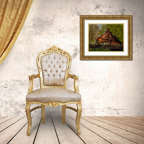 Horse Portrait Gold Ornate Wood Framed Art Print with Double Matting by Galloimages Online