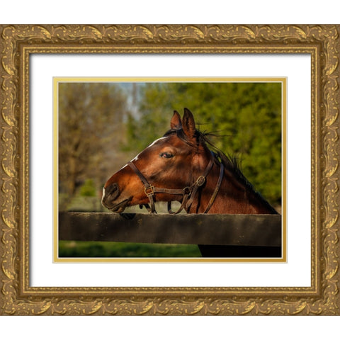 Horse Portrait Gold Ornate Wood Framed Art Print with Double Matting by Galloimages Online