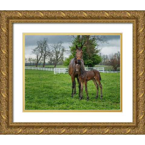 Mare And Foal 2 Gold Ornate Wood Framed Art Print with Double Matting by Galloimages Online