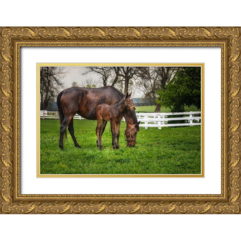 Mare And Foal Together Gold Ornate Wood Framed Art Print with Double Matting by Galloimages Online