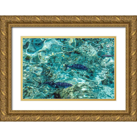 Maldives Fishes in the Clear Water 1 Gold Ornate Wood Framed Art Print with Double Matting by Jenny Rainbow Fine Art