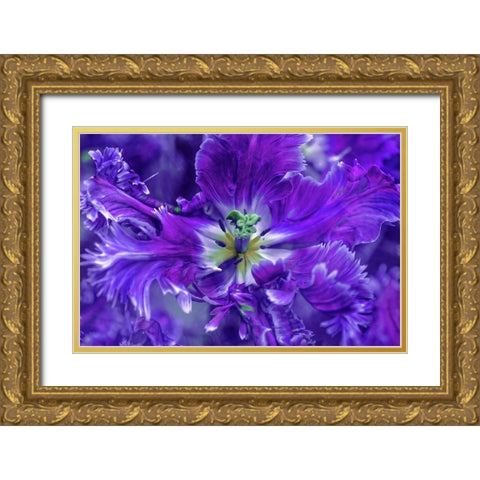 Purple Mysterious Parrot Tulip Gold Ornate Wood Framed Art Print with Double Matting by Jenny Rainbow Fine Art