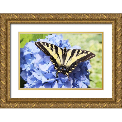 Butterfly on Flower Gold Ornate Wood Framed Art Print with Double Matting by Schell, Jennie Marie