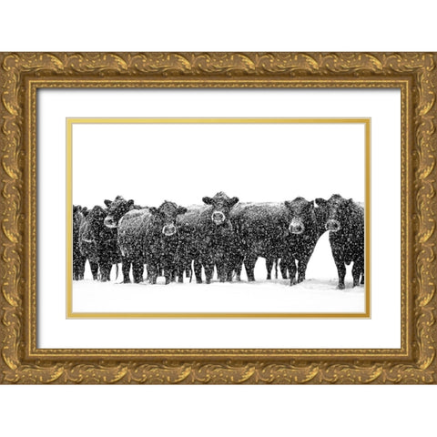 Black Cattle in Snow 2 Gold Ornate Wood Framed Art Print with Double Matting by Schell, Jennie Marie