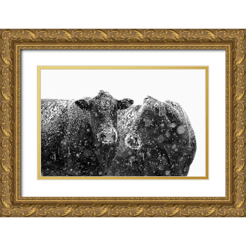 Black Cattle In Snow 1 Gold Ornate Wood Framed Art Print with Double Matting by Schell, Jennie Marie