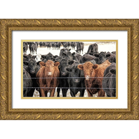 Curious Cattle Gold Ornate Wood Framed Art Print with Double Matting by Schell, Jennie Marie