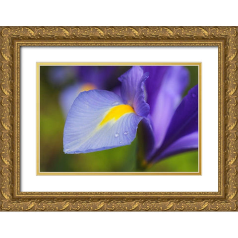 Purple Dutch Iris Flower Gold Ornate Wood Framed Art Print with Double Matting by Schell, Jennie Marie