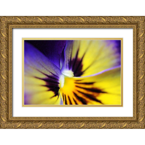 Purple Pansy Macro Flower Gold Ornate Wood Framed Art Print with Double Matting by Schell, Jennie Marie