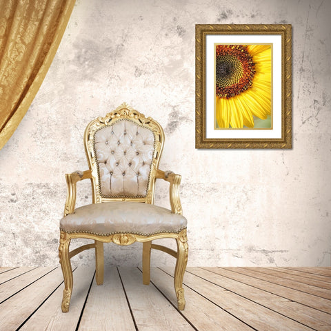 Sunflower Macro Flower Gold Ornate Wood Framed Art Print with Double Matting by Schell, Jennie Marie
