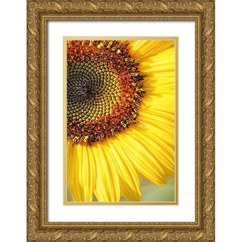 Sunflower Macro Flower Gold Ornate Wood Framed Art Print with Double Matting by Schell, Jennie Marie