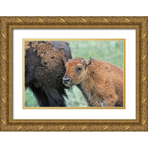 Buffalo Bison and Calf Gold Ornate Wood Framed Art Print with Double Matting by Schell, Jennie Marie