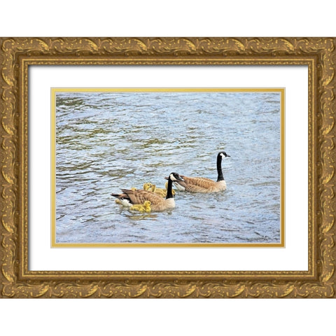 Canada Geese and Goslings on Lake Gold Ornate Wood Framed Art Print with Double Matting by Schell, Jennie Marie