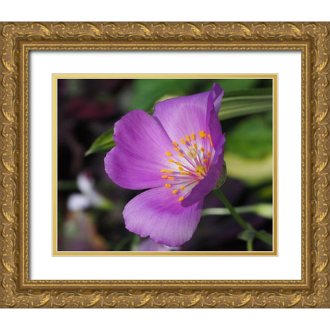 Pussy Paw Gold Ornate Wood Framed Art Print with Double Matting by Bonin, Suzanne