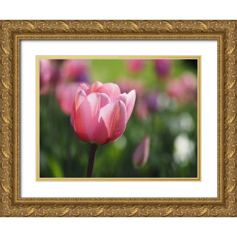 Lady In Pink Gold Ornate Wood Framed Art Print with Double Matting by Bonin, Suzanne