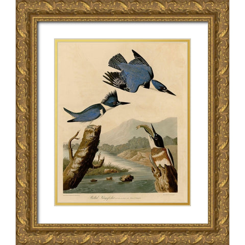 Belted Kingfisher Gold Ornate Wood Framed Art Print with Double Matting by Vintage Apple Collection