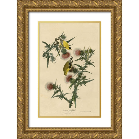 American Goldfinch Gold Ornate Wood Framed Art Print with Double Matting by Vintage Apple Collection