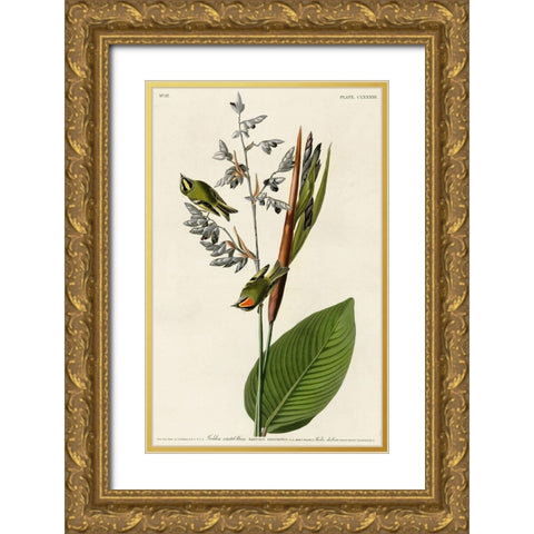 Golden Crested Wren Gold Ornate Wood Framed Art Print with Double Matting by Vintage Apple Collection