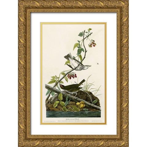 Golden Crowned Thrush Gold Ornate Wood Framed Art Print with Double Matting by Vintage Apple Collection