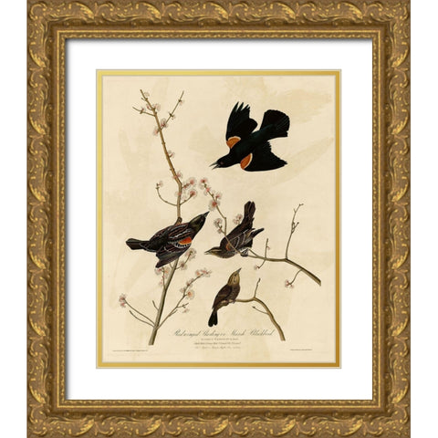 Redwinged Starling Gold Ornate Wood Framed Art Print with Double Matting by Vintage Apple Collection