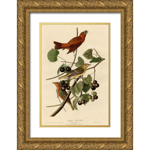 Summer Red Bird Gold Ornate Wood Framed Art Print with Double Matting by Vintage Apple Collection