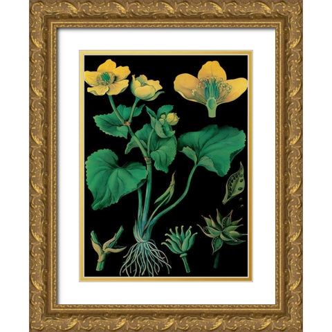 Marsh Marigold Gold Ornate Wood Framed Art Print with Double Matting by Vintage Apple Collection