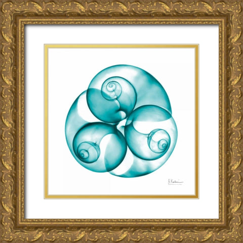 Moon snail Trio Gold Ornate Wood Framed Art Print with Double Matting by Koetsier, Albert