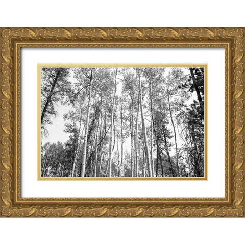 Aspen BW 1 Gold Ornate Wood Framed Art Print with Double Matting by Urquhart, Elizabeth