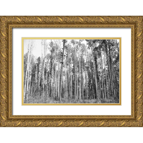 Aspen BW 2 Gold Ornate Wood Framed Art Print with Double Matting by Urquhart, Elizabeth