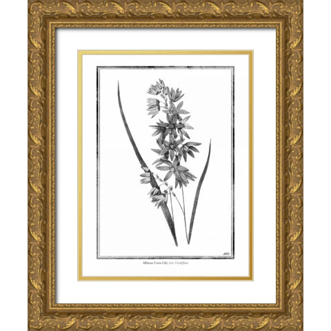 African Corn Lily Gold Ornate Wood Framed Art Print with Double Matting by Grey, Jace