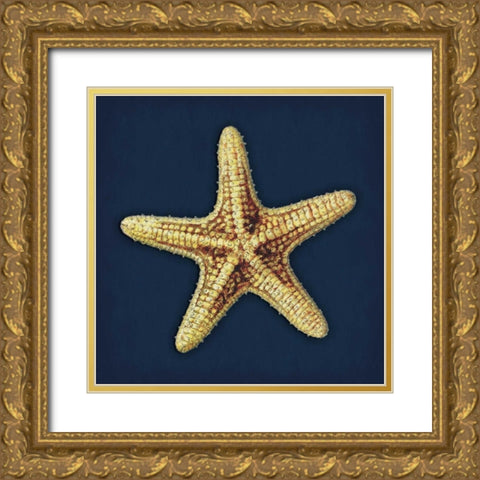 Star Fish Navy Gold Ornate Wood Framed Art Print with Double Matting by Grey, Jace