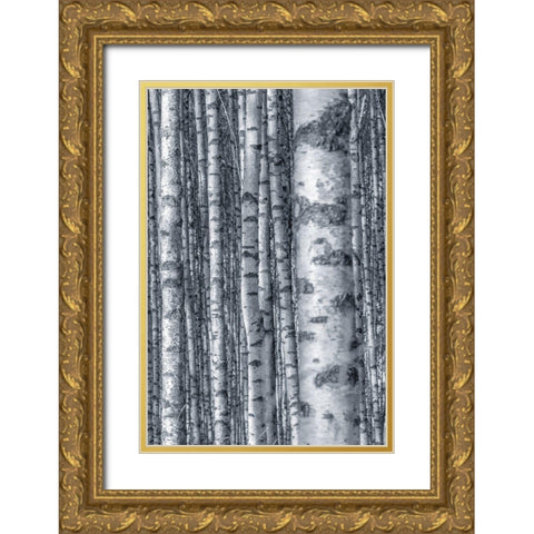 Birches 2 Gold Ornate Wood Framed Art Print with Double Matting by Allen, Kimberly