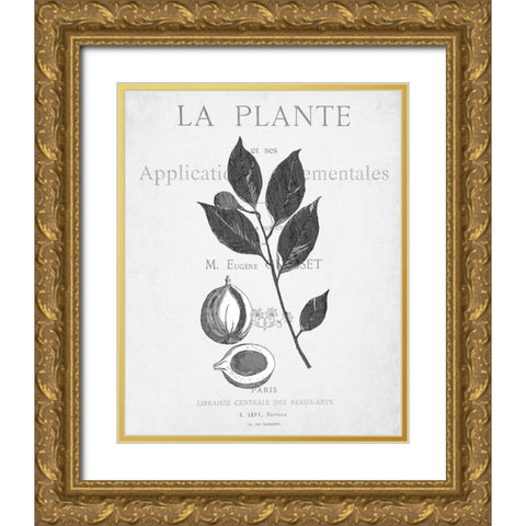 Defused Botanical 3 Gold Ornate Wood Framed Art Print with Double Matting by Kimberly, Allen