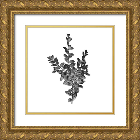 Botanical Black 4 Gold Ornate Wood Framed Art Print with Double Matting by Kimberly, Allen