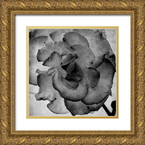White Blooming 1 Gold Ornate Wood Framed Art Print with Double Matting by Kimberly, Allen