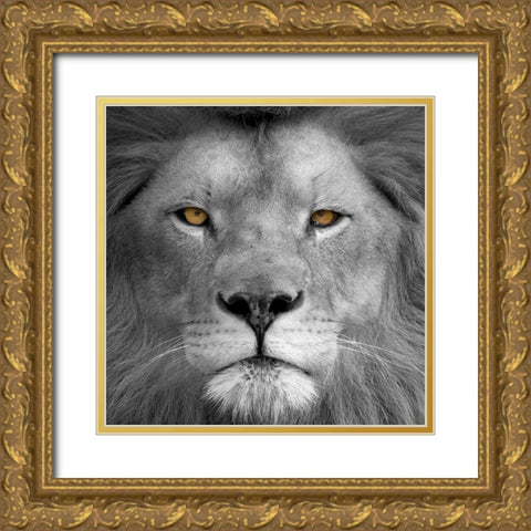 Lion Power Gold Ornate Wood Framed Art Print with Double Matting by Allen, Kimberly